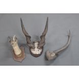 Taxidermy - A pair of Eland horns on quarter skull +/- 56 cm in length,