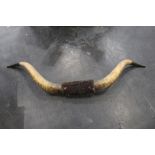 Taxidermy - A large pair of Bulls horns, tip to tip 160 cm.