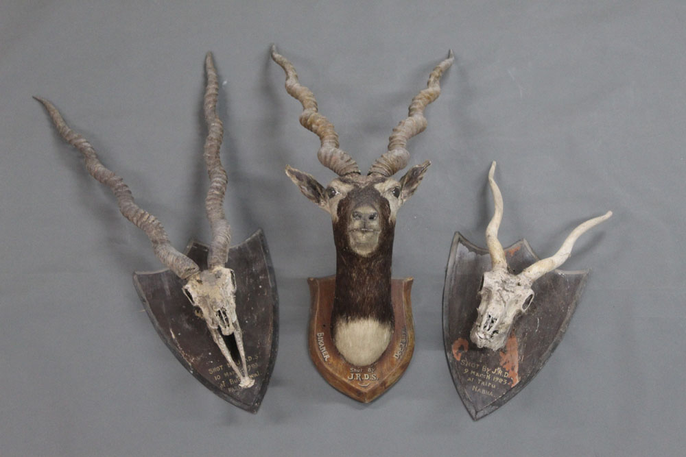 Taxidermy - Three Indian Black Buck specimens,