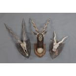 Taxidermy - Three Indian Black Buck specimens,