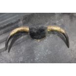 Taxidermy - A pair of Bulls horns mounted on a wooden plaque, tip to tip 75 cm.
