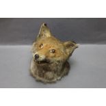 Taxidermy - A fox mask with trade label to the rear "Stuffed by J Law Hawick".