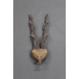 Taxidermy - Kabul Markhor (Capra Falconeri) horns cut and mounted to a heart shaped shield,