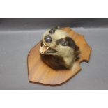 Taxidermy - A Badger mask mounted on a mahogany shield, shield length +/- 30 cm,