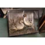 Taxidermy - A Victorian cased pair of pintail ducks, in a naturalistic setting with reeds,