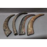 Of stick making interest - Four Buffalo horns, the largest tip to base 36 cm, smallest 29 cm.
