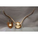 Taxidermy - A pair of four point red stag antlers,