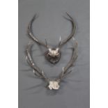 Taxidermy - Two sets of Red Stag antlers, mounted on quarter skulls,