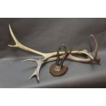 Taxidermy - A set of six point roe buck antlers, on skull cap mounted on an oak shield,