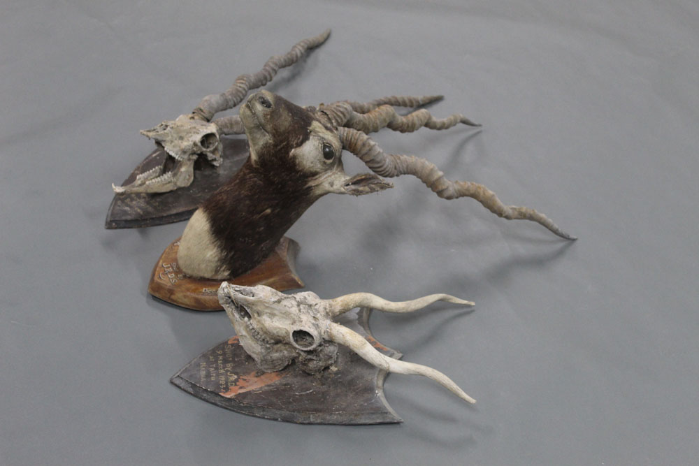 Taxidermy - Three Indian Black Buck specimens, - Image 2 of 3