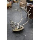Taxidermy - A large pair of Caribou antlers mounted on a wooden shield, the shield length +/- 47 cm,