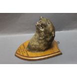 Taxidermy - Wharfedale Otterhounds,