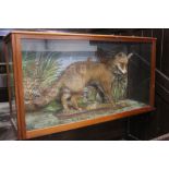 Taxidermy - A full mount fox with Snipe prey with watercolour background, in mahogany case.
