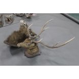 Taxidermy - A Chital Stag with 6 point antlers mounted on a wooden shield marked "Shot by J.R.D.S.