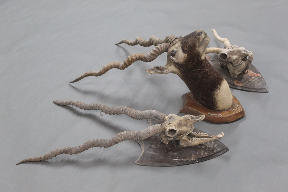 Taxidermy - Three Indian Black Buck specimens, - Image 3 of 3