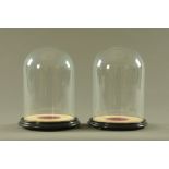A pair of Victorian style glass domes, each with wooden stand raised on short bun feet.