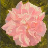 William Ireland, oil on board, flower head. 52 cm x 51 cm, framed, signed.