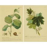 After Johann Jacob Haid (1704-1767), a pair of 18th century botanical prints.