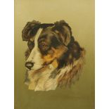 An oil painting on board portrait of a collie, 29 cm x 21 cm.