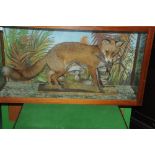 Taxidermy - A full mount fox with Snipe prey with watercolour background, in mahogany case.