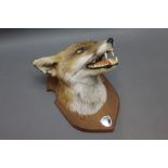 Taxidermy - A fox mask mounted on a mahogany shield, with vacant plaque. shield length 28 cm.