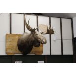 Taxidermy - A Moose, a large shoulder mount protruding from the wall +/- 140 cm,