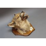 Taxidermy - H Murray & Son of Carnforth a fox mask mounted on an oak shield with plaque,