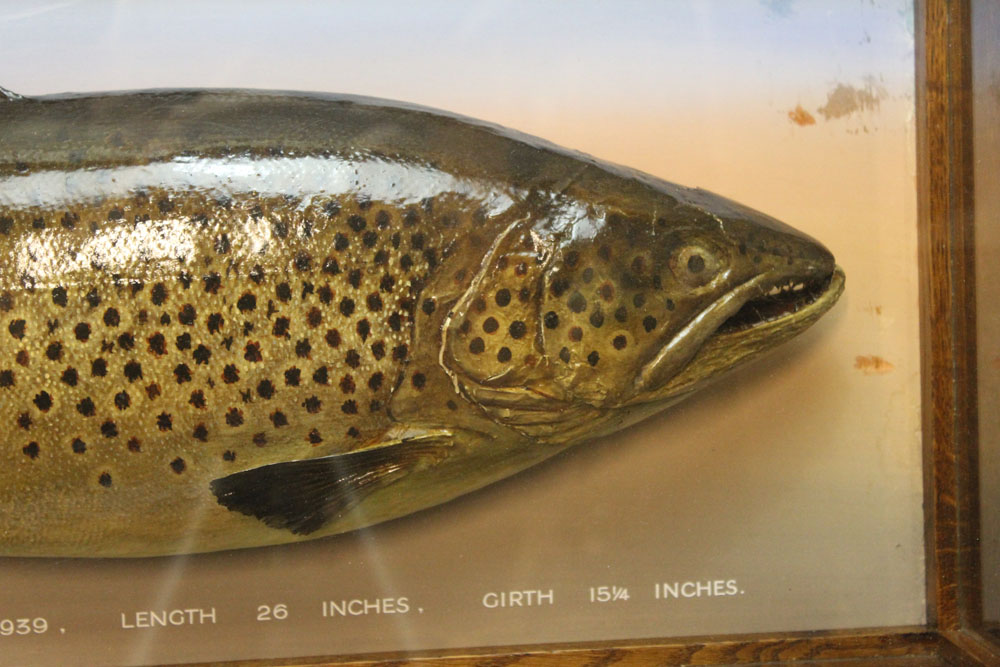 Taxidermy - A cased brown or ferox trout, in a five sided glazed and oak case, - Image 3 of 3