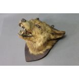 * Taxidermy - A fox mask mounted on a wooden shield, shield length 23 cm.