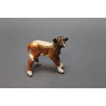 Beswick a dairy shorthorn calf.