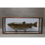 Taxidermy - A brown trout labelled 10 lb 8 oz Buttermere Lake 1st June 1977, length 30 1/2",