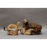 Taxidermy - A mounted stoat and mink. Height to top of mink head 22 cm.