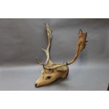 Taxidermy - An Edwardian fallow deer head and neck mount.
