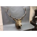 Taxidermy - An Edwardian red stags head with ten point antlers.