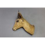 * Taxidermy - Rowland Ward a late 19th/early 20th century Steenbok mask with horns measuring 12 cm,