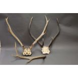 Taxidermy - A collection of red stag antlers, the first a nine point on quarter skull,