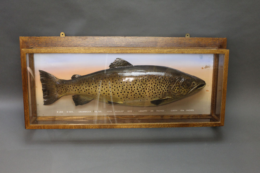 Taxidermy - A cased brown or ferox trout, in a five sided glazed and oak case, - Image 2 of 3