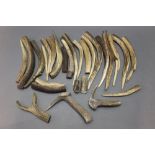 Taxidermy - A quantity of red stag antler for stick handles and priests.