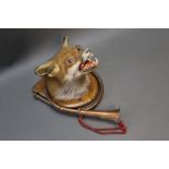 Taxidermy - A fox mask mounted on a pine shield, shield length 22 cm,