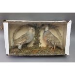 Taxidermy - A cased pair of partridge, grey and red leg. Height 28 cm, width 51 cm, depth 14 cm.