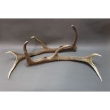 Taxidermy - A pair of eight point red stag antlers (Heavyweight), pedical tip 65 and 70 cm.