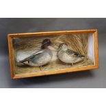 Taxidermy - Peter Scott of Workington, a cased pair of teal in a setting of reeds,