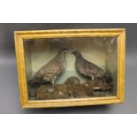Taxidermy - A pair of Victorian grey or English partridge, housed in a scumbled case.