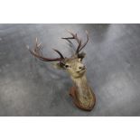 Taxidermy - An eleven point red stag head and neck mount, mounted on an oak shield.