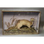 Taxidermy - A Victorian cased otter, 93 cm x 62 cm x 25 cm.