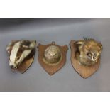 Taxidermy - Badger, fox and otter masks.
