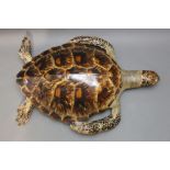 Taxidermy - An early 20th century green turtle mount, with shell eyes. Overall length 59 cm.