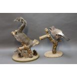 Taxidermy - A grey squirrel mounted on a naturalistic base, together with a jay on similar base.