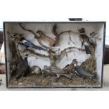 Taxidermy - A Victorian case of birds, to include albino starling, corn crake, little grebe,