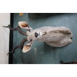 Taxidermy - A Greater Kudu shoulder mount with white tipped horns, measuring from tip to base 90 cm,